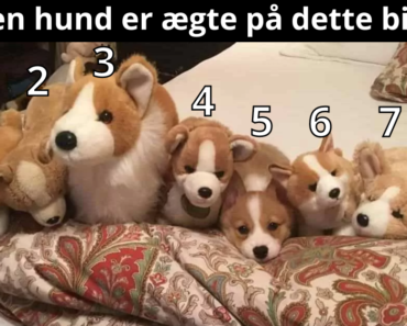 Kan du finde den rigtige hund blandt bamserne på 12 sekunder?