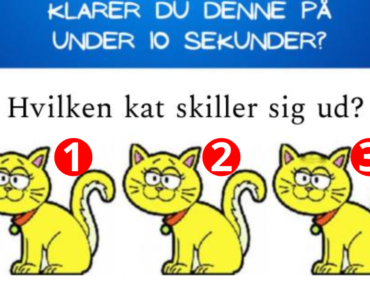 Klarer du på denne under 10 sekunder: Hvilken kat skiller sig ud?