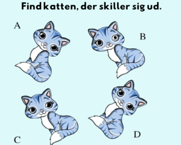 Kan du se katten, der skiller sig ud inden for 7 sekunder?