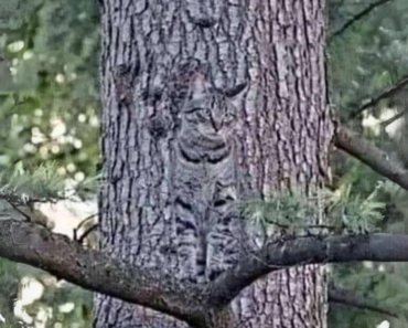 Hvis du kan se noget andet end et træ på dette billede, har du meget godt syn!