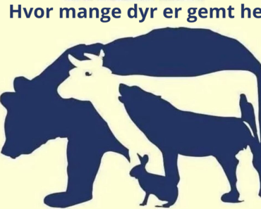 Hvor mange dyr ser du på dette billede?